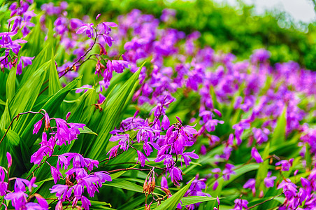 在绿色花园里 紧贴紫花朵阳光季节花园花瓣鸢尾花蓝色紫色美丽植物绿色图片