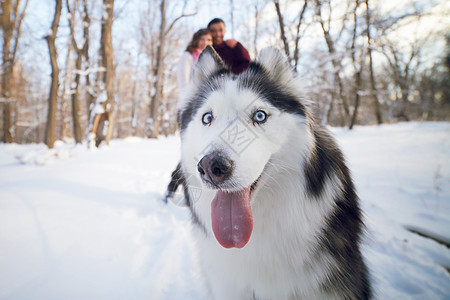 在冬天公园里 一只狗哈斯基的欢快口罩 在一对年轻夫妇的背景下乐趣女士友谊毛衣夹克朋友树木宠物森林公园图片