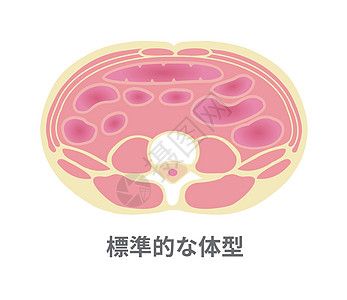 肥胖例证的类型 腹部剖视图 健康体型 标准型代谢饮食科学糖尿病器官数字插图横截面生物学医疗图片