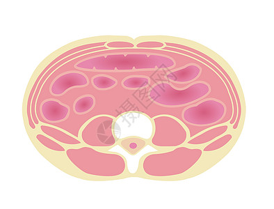 肥胖例证的类型 腹部剖视图 健康体型 标准型生物学器官男性科学损失插图饮食药品身体横截面图片