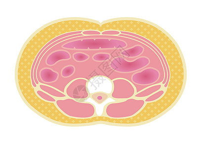 日本的肥胖插图类型 腹部剖视图皮下脂肪男人损失饮食糖尿病卫生男性身体数字重量科学图片