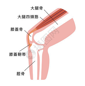 膝关节部分它制作图案髌腱治疗疼痛骨骼髌骨科学插图股骨伤害身体图片