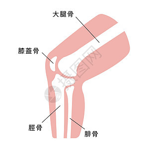 膝关节部分它制作图案肌腱解剖学肌肉治疗股骨伤害骨头插图髌腱髌骨图片