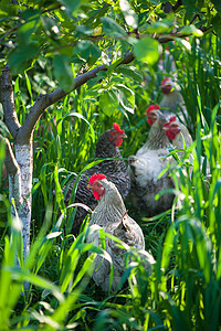 公鸡和小鸡 散养公鸡和母鸡梳子农场健康环境女性家畜动物生物羽毛翅膀图片