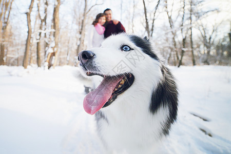 在冬天公园里 一只狗哈斯基的欢快口罩 在一对年轻夫妇的背景下成人夫妻男人男性毛衣夹克动物森林乐趣女士图片