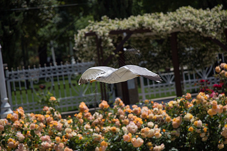 玫瑰花园里的单海鸥照片花园荒野街道天空动物野生动物蓝色翅膀自由图片