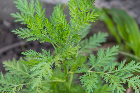 野生艾草素材在阿根廷山上野生的甘蓝树叶 或甜美的虫木疟疾苦艾艾草生长草本植物植物宏观药店荒野药品背景