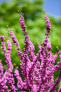 粉红的犹大树紫色晴天环境日光花瓣植物群紫荆天空紫荆花硅藻图片