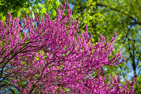 粉红的犹大树日光紫荆花植物群硅藻天空紫荆环境蓝色植物晴天图片