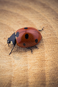 美丽的红母虫在一块木头上行走生活季节漏洞生物学荒野甲虫宏观红色昆虫瓢虫图片