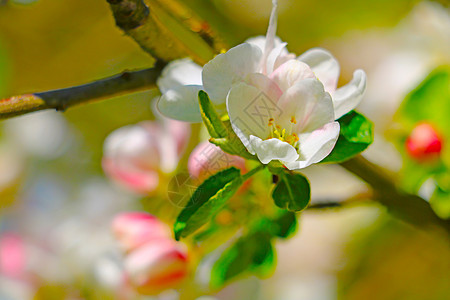 花园里一棵苹果树的开花枝图片