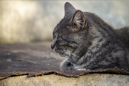 灰色条纹猫仰望着另一边 在夏天 与生锈的植物的背景相反图片