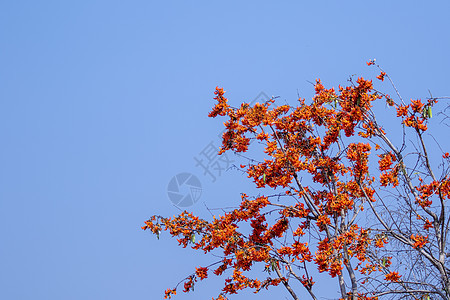 蓝色天空背景上的一丝不苟的布丁图像 橙色花朵图片
