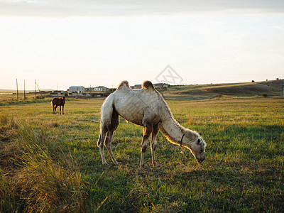 骆驼在田野里吃草 太阳是新鲜的空气公园牧场草地驼峰毛皮绿地小马农场天空生长图片