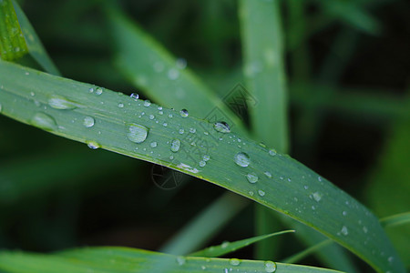 雨后有水滴的绿色幼草叶子季节草地粮食花园照片植物宏观森林生活背景图片