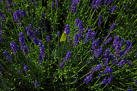 在阳光灿烂的夏日 鲜花盛开的熏衣草草药草本植物紫色香味植物群芳香蓝色宏观农业香气图片