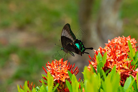 绿色的蝴蝶喝花朵中的花蜜 而鲜花则由绿蝴蝶来授粉和树叶中提取花园天线动物动物群鳞翅目长鼻昆虫野生动物漏洞蓝色图片
