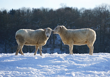 低声低语的羊羊毛场地土地农田群居动物哺乳动物家畜寒冷外套图片