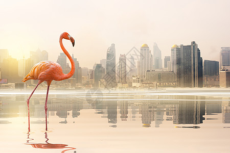 在城市背景的湖上行走的火烈鸟 和湖面太阳反射的光芒图片