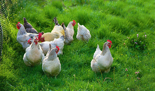 公鸡和小鸡 散养公鸡和母鸡牧场花朵羽毛场地健康栅栏动物梳子农业生物图片