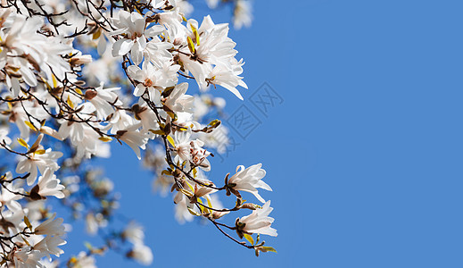 开花木木兰树季节花枝植物学玉兰公园宏观晴天花瓣树叶天空图片