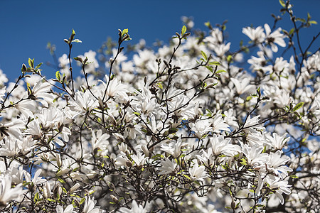 开花木木兰树花枝花瓣植物群玉兰公园蓝色季节天空树叶植物图片