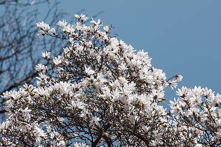 开花木木兰树公园花瓣植物学晴天植物群天空花枝宏观蓝色季节图片