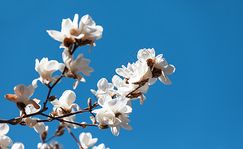 马格诺利亚树的开花树叶阳光花瓣季节晴天花枝公园植物学植物群植物图片