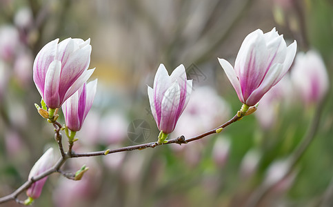 木兰花花花朵鲜花生长植物学公园快乐天空宏观花园紫色图片