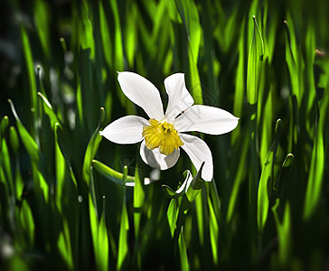 A 自 自闭症水仙黄色花瓣水仙花植物太阳植物群生长蓝色绿色图片