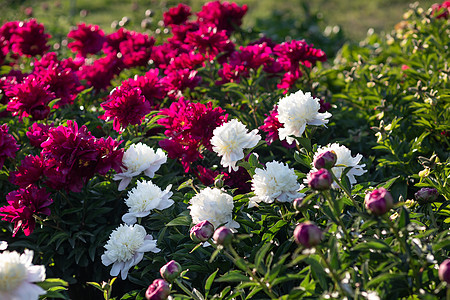 前卫的白色和粉红色牡丹白牡丹植物植物群植物学脆弱性园艺美丽叶子花瓣卡片图片