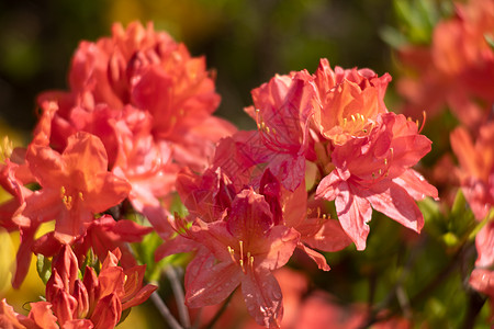 玫红色杜鹃花Azaleas花朵花瓣衬套叶子植物群植物紫色自然景观宏观园艺植物学背景