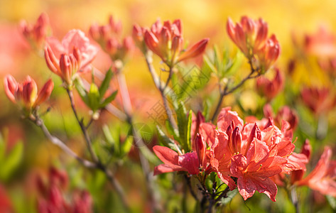 玫红色杜鹃花花园中的花朵植物红色植物群花瓣衬套宏观园艺紫色公园植物学背景
