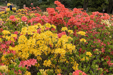 花园中的花朵花瓣公园植物群自然景观衬套植物园艺叶子宏观紫色图片