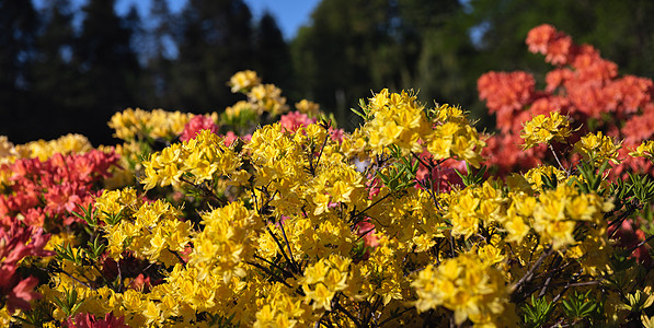 玫红色杜鹃花黄色花朵植物学衬套植物群植物公园宏观叶子红色花园自然景观背景