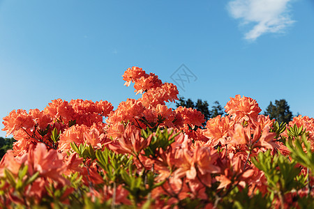 Bush 精细的橙色阿扎莉花朵花瓣红色宏观自然景观植物学植物群叶子植物公园花园图片