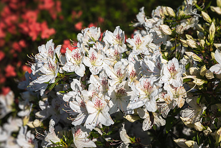 白色的阿扎莉亚花朵红色植物园艺植物群叶子宏观紫色衬套花瓣花园图片