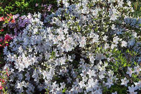 白色的阿扎莉亚花朵园艺红色衬套紫色植物群花园公园花瓣宏观植物学图片