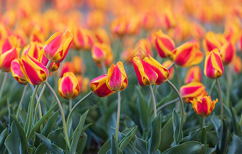 红色黄色郁金香背景植物群季节花园草地花卉风景花坛公园图案花瓣图片