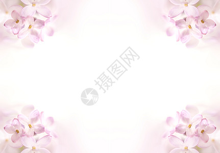 与白色拷贝 spac 的淡紫色花边界图片