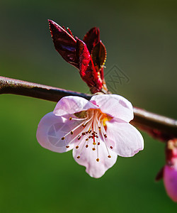 带粉红花的灌木花园公园植物学植物群花瓣植物季节园艺文化叶子图片