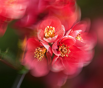 红开花季节快乐衬套树枝公园灌木花园植物群宏观花朵图片