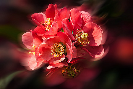 红开花花朵植物群花瓣快乐植物学衬套花园树枝灌木季节图片