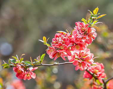 红开花花瓣植物树枝季节公园植物群花园花朵植物学快乐图片