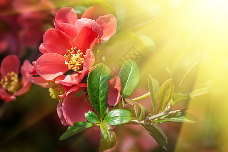 红开花花园花朵树枝宏观公园灌木花瓣植物学快乐植物群图片