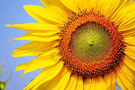 黄向日葵环境大厅场地花瓣向日葵溶胶野花展览太阳射线图片