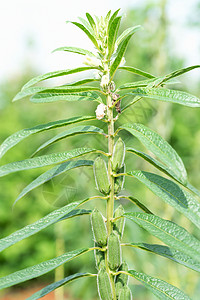 芝麻树芝麻是每年高盛产的果冻植物种植园农田种子食物收成农场生长花园香料草本背景