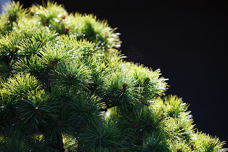 青绿色松树枝叶子针叶植物群环境季节云杉绿色松树森林季节性图片