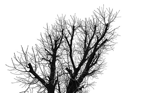 孤立在惠特上的树剪影树木叶子墙纸植物天空照片树叶树枝木头公园图片