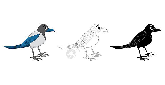 喜鹊鸟卡通插图集 站立的乌鸦动物鸟类学设计 孤立在白色背景上的矢量剪贴画 集合包含轮廓 轮廓和彩色绘图背景图片